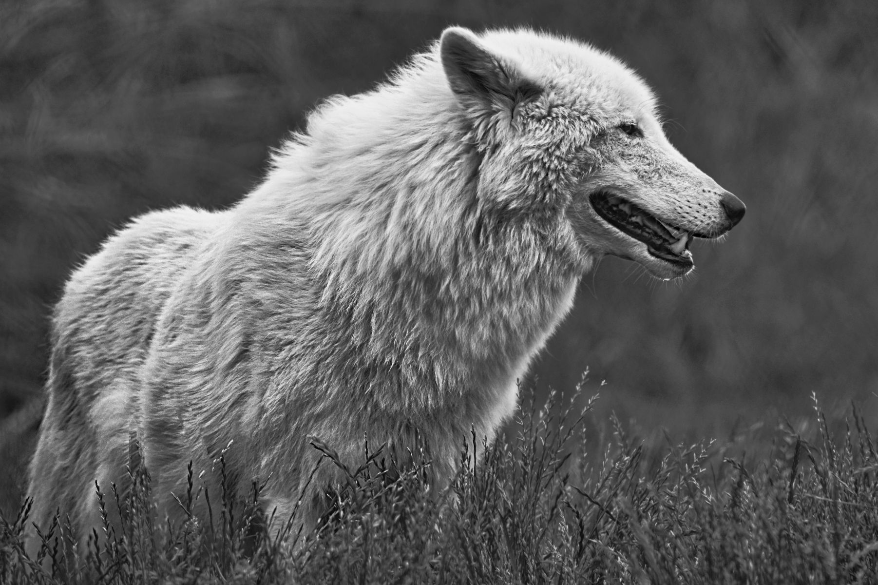 A mono photo of a Hudson Wolf