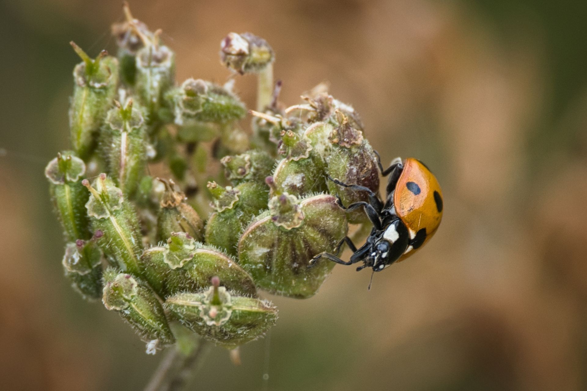 a photo of a ladybird on a seed head