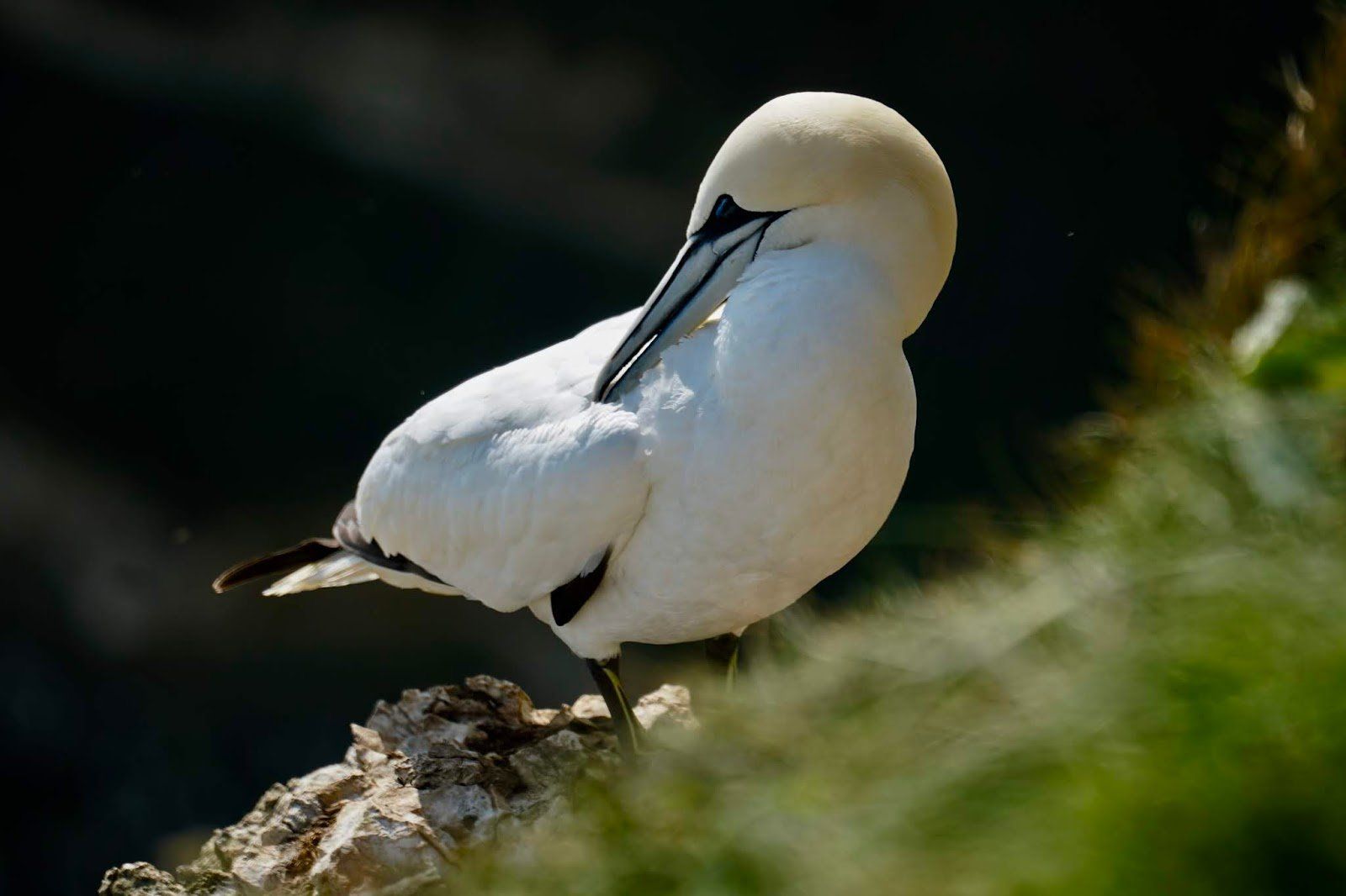 a gannet at bempton cliffs