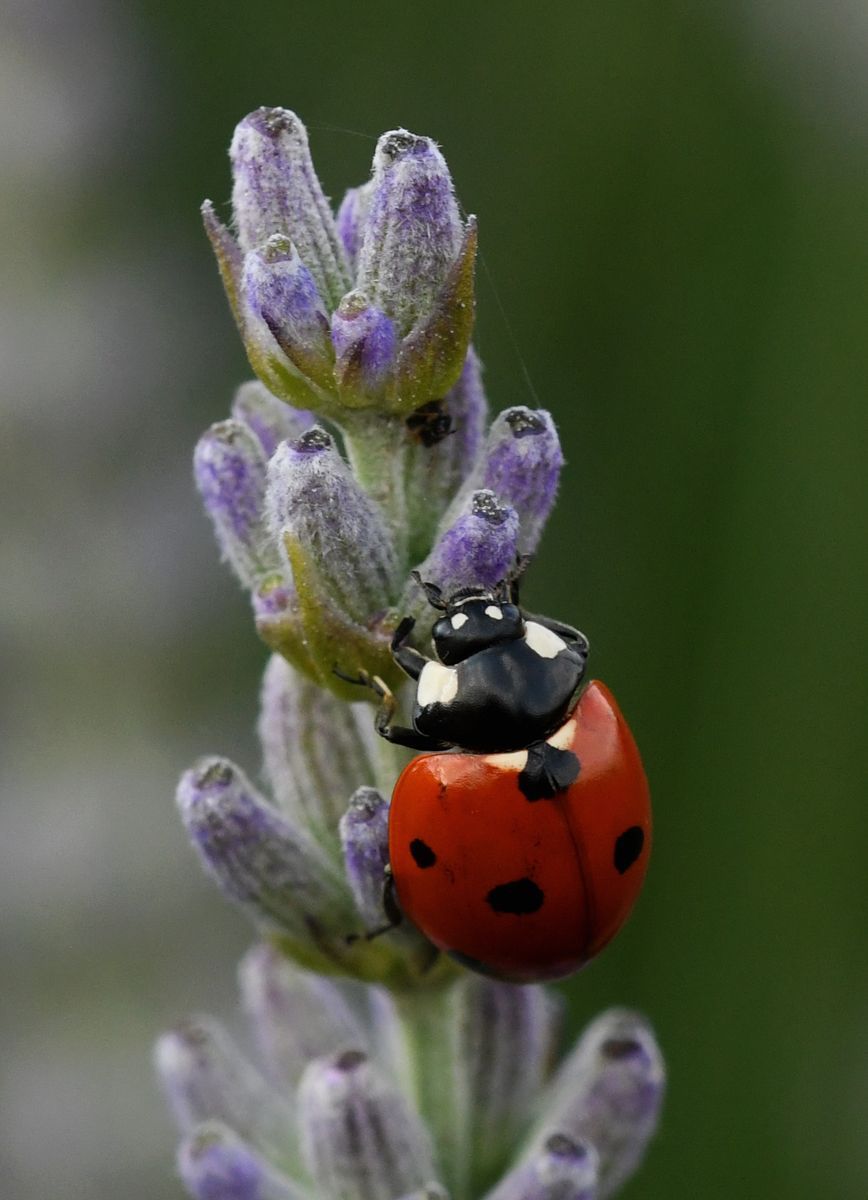 A Ladybird on a plant stem