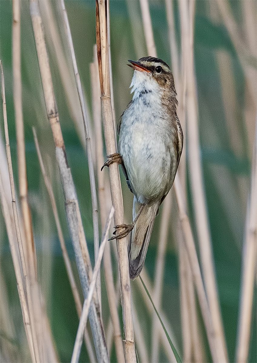 Sedge Warbler bird in reeds