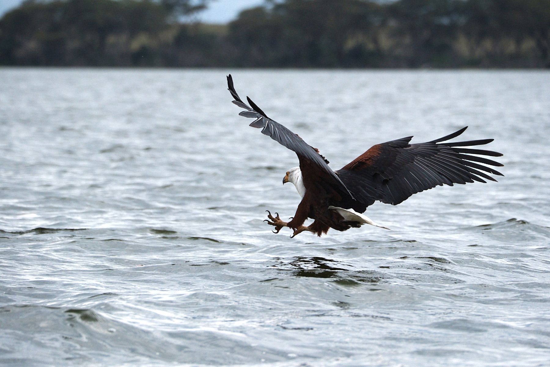 African Fish Eagle