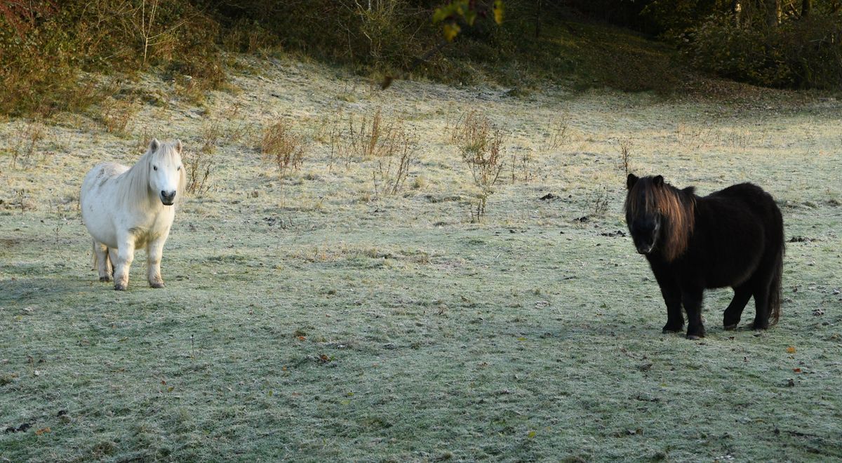 A Frosty Morning by Graham Harrison Ponies in a frosty field