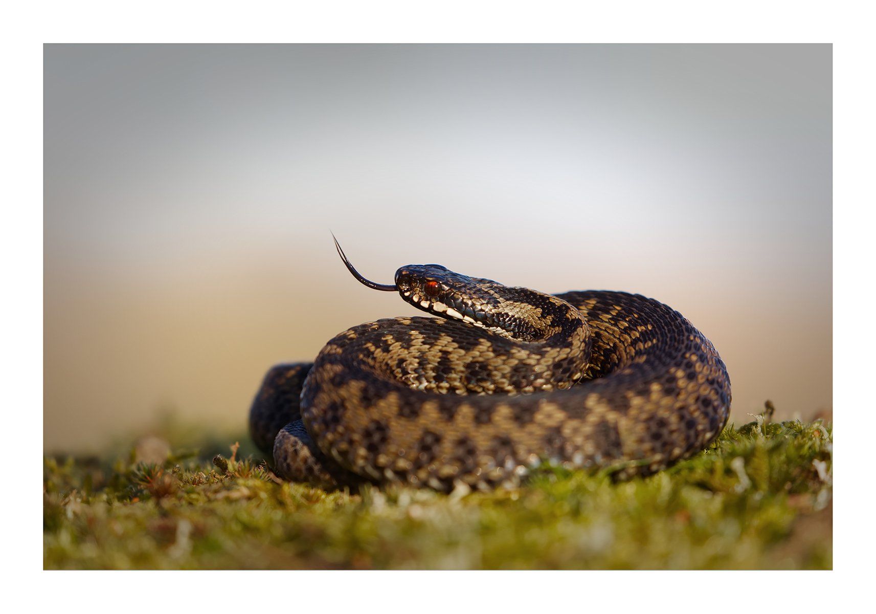 Photo by Paul Malley a coiled adder