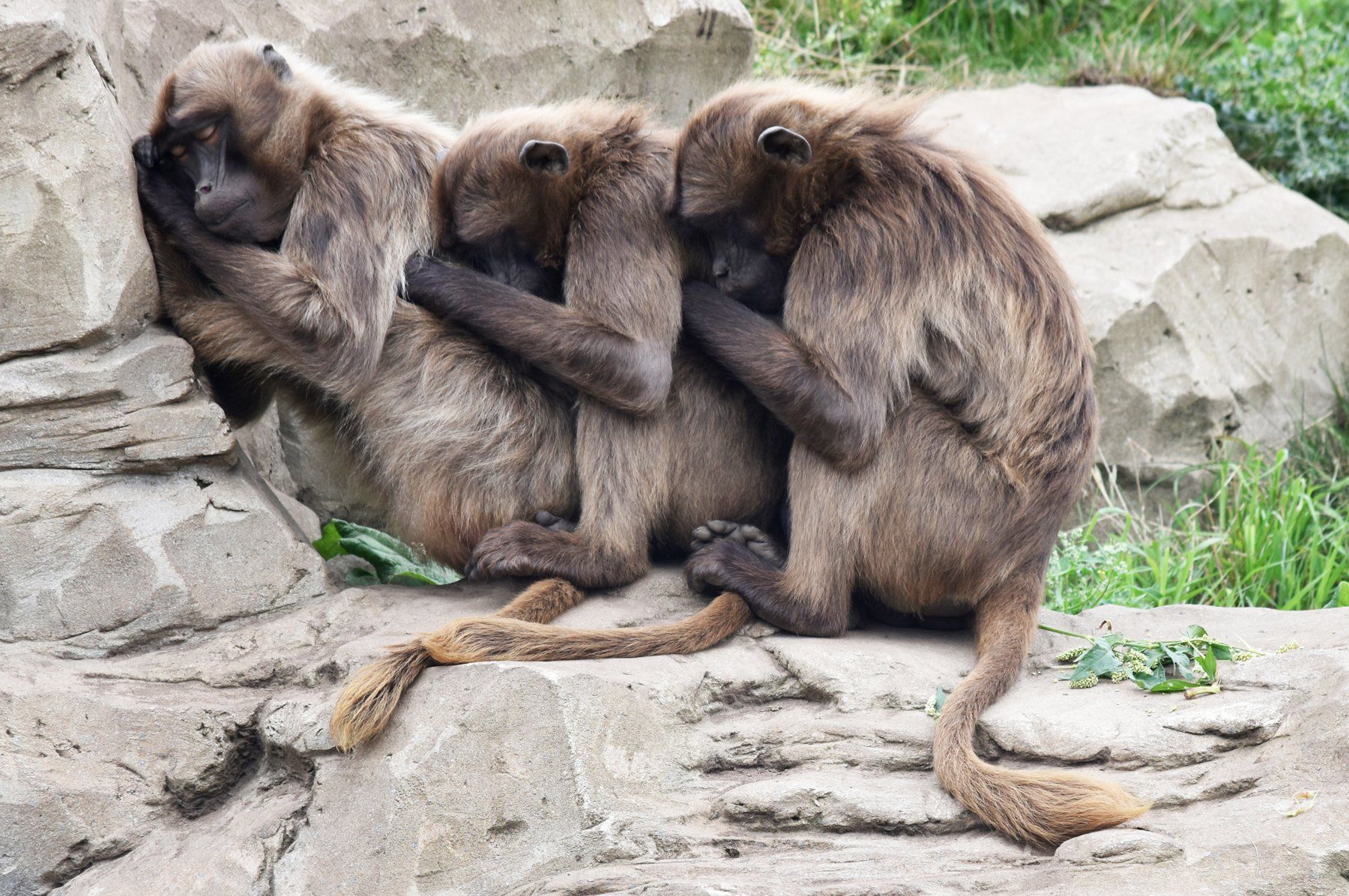 three baboons asleep together