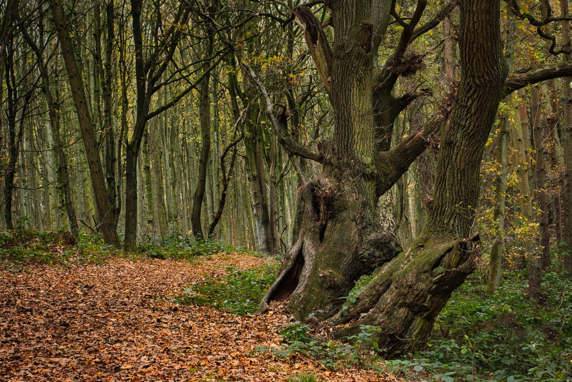 ancient gnarled oak trees in twigmoor woods