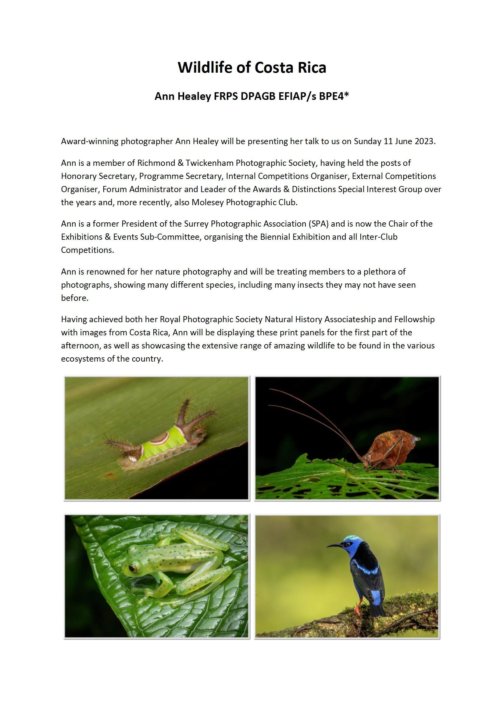 Poster by Ann Healey biography of Ann Healey