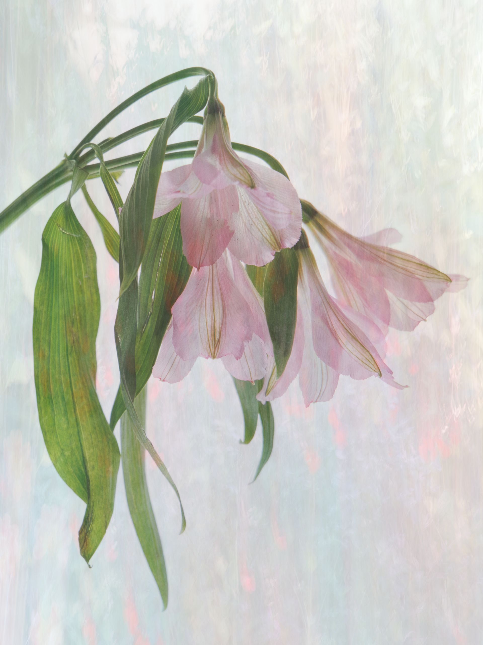 An Alstroemeria flower by Harry Kerman