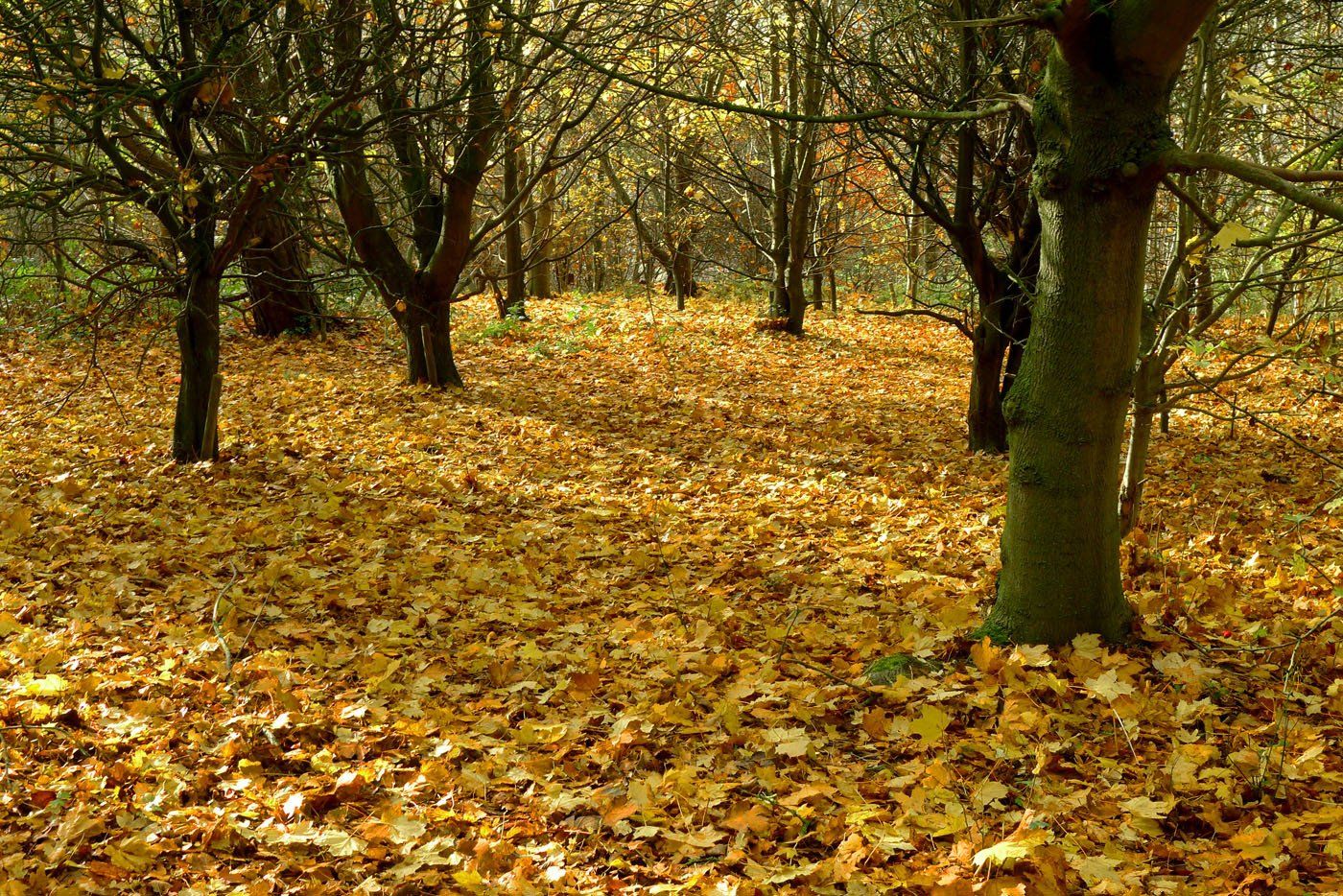 autumn trees