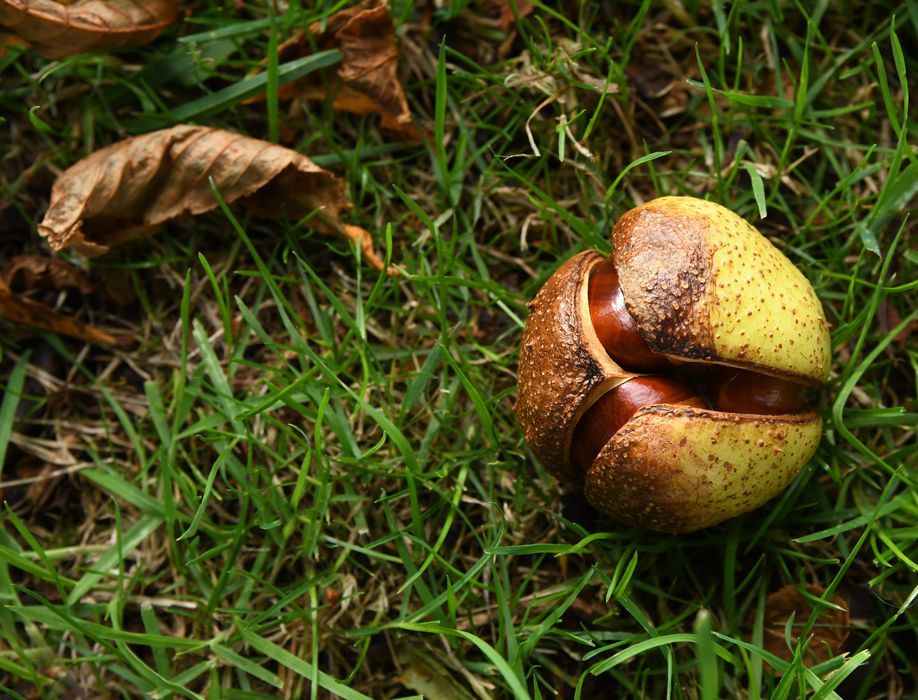 Autumn by Graham Harrison autumn nuts on grass