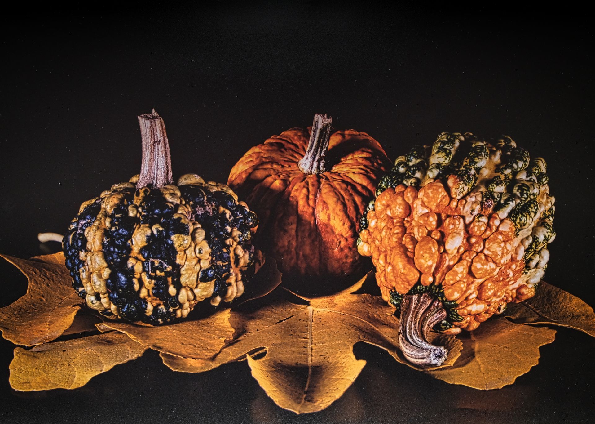a still life of three autumn gourds