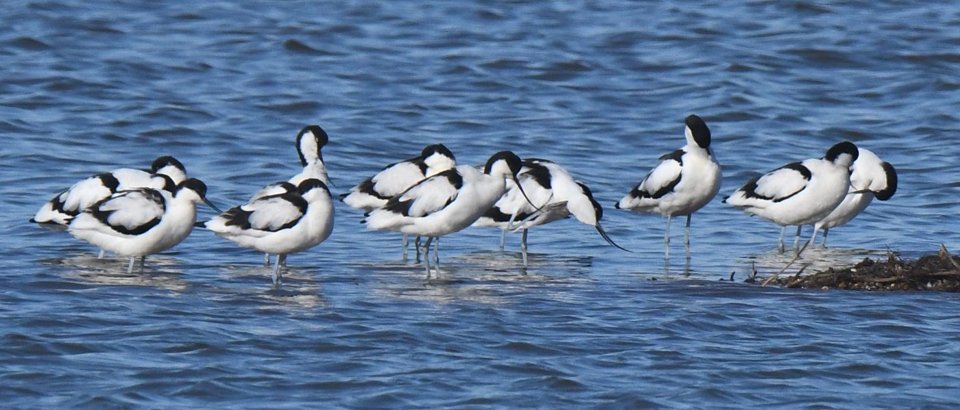 Avocets at Gibraltar Point by Graham Harrison avocets on the Lincolnshire coast