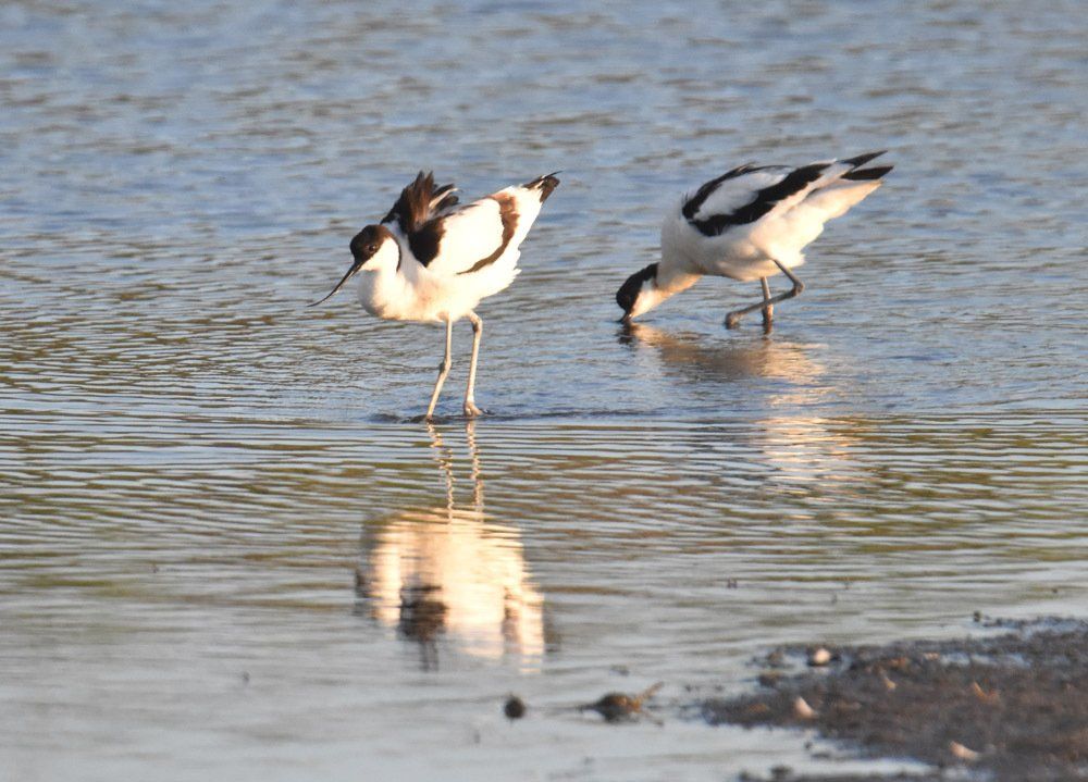 avocets on the lake island