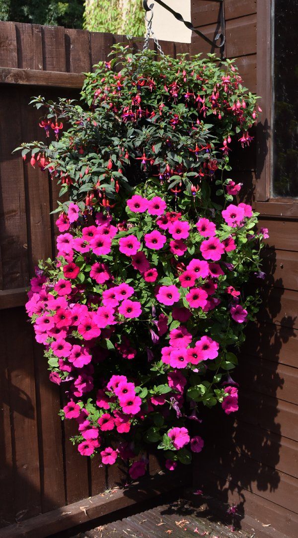 summer outdoor hanging baskets of flowers