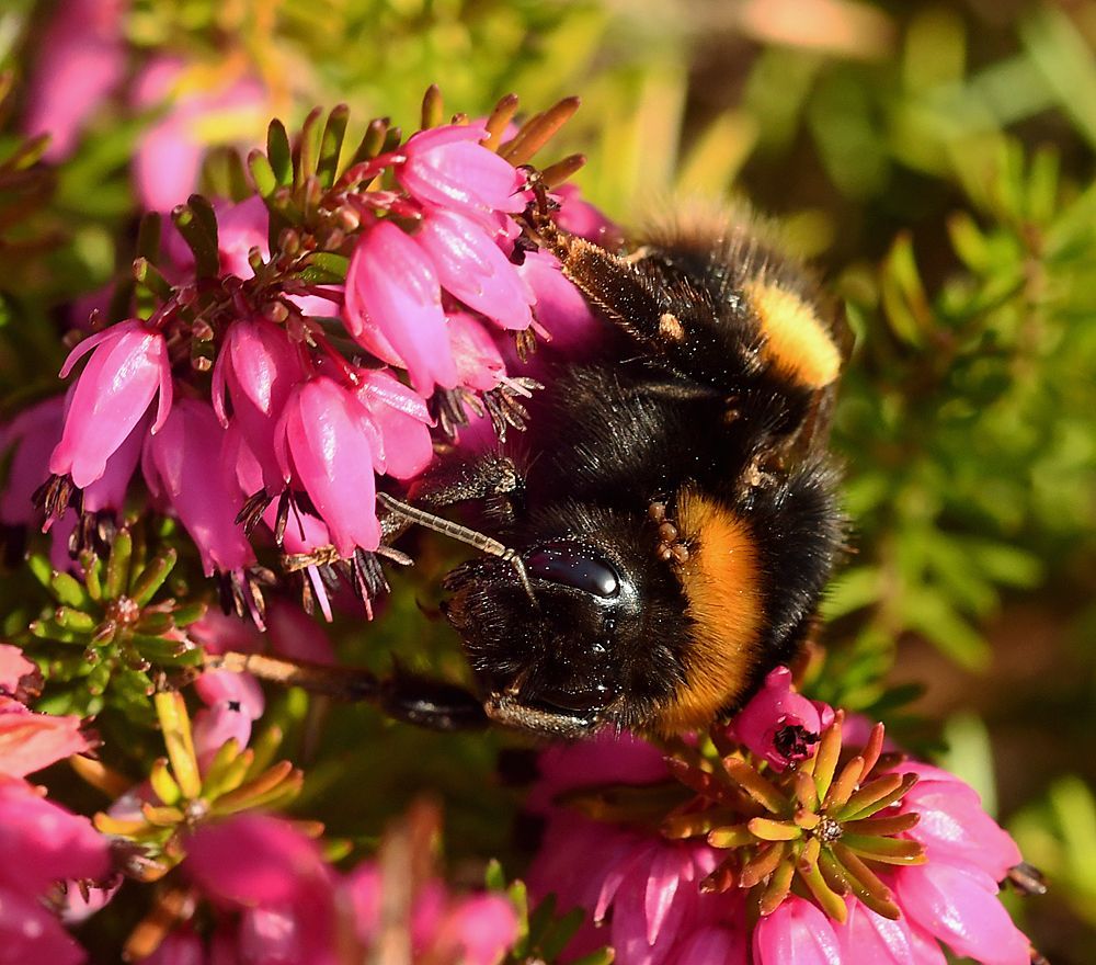 Bee on Heather by Graham Harrison a bee on a heather plant