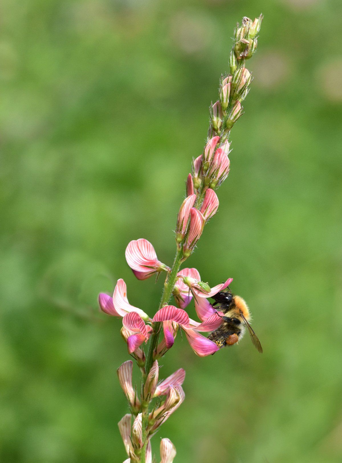 a bee hovering on a wild flower