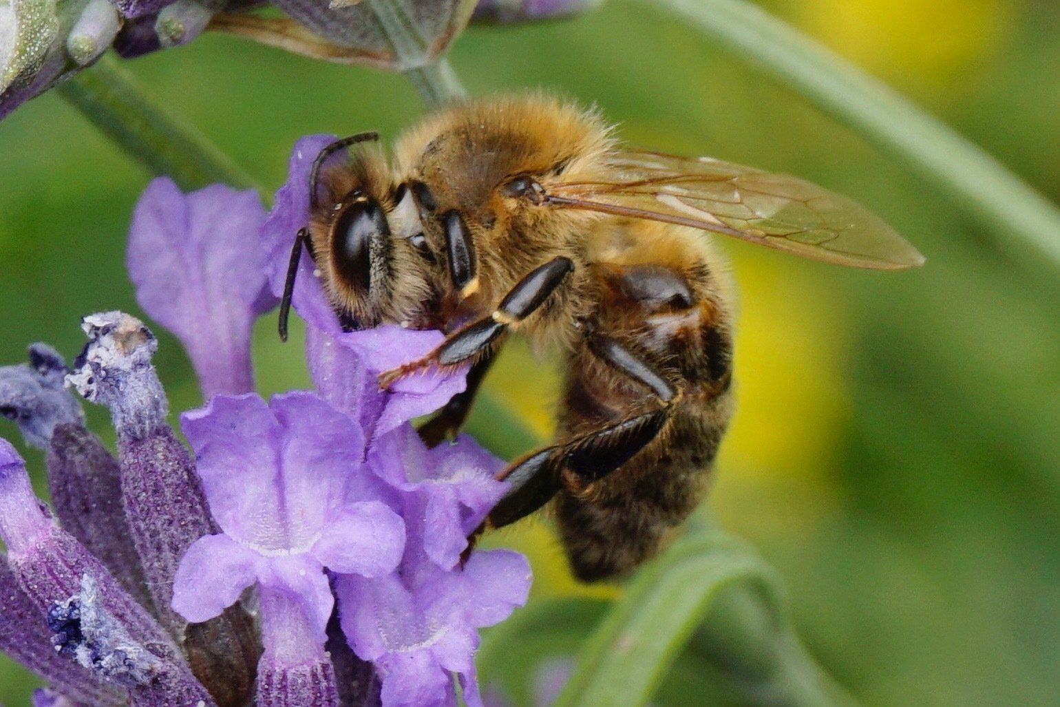a bee taking necter from a flower