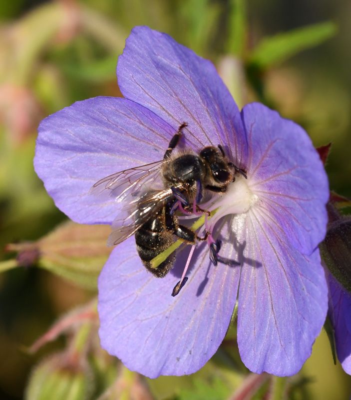 A bee gathering pollen on a flower