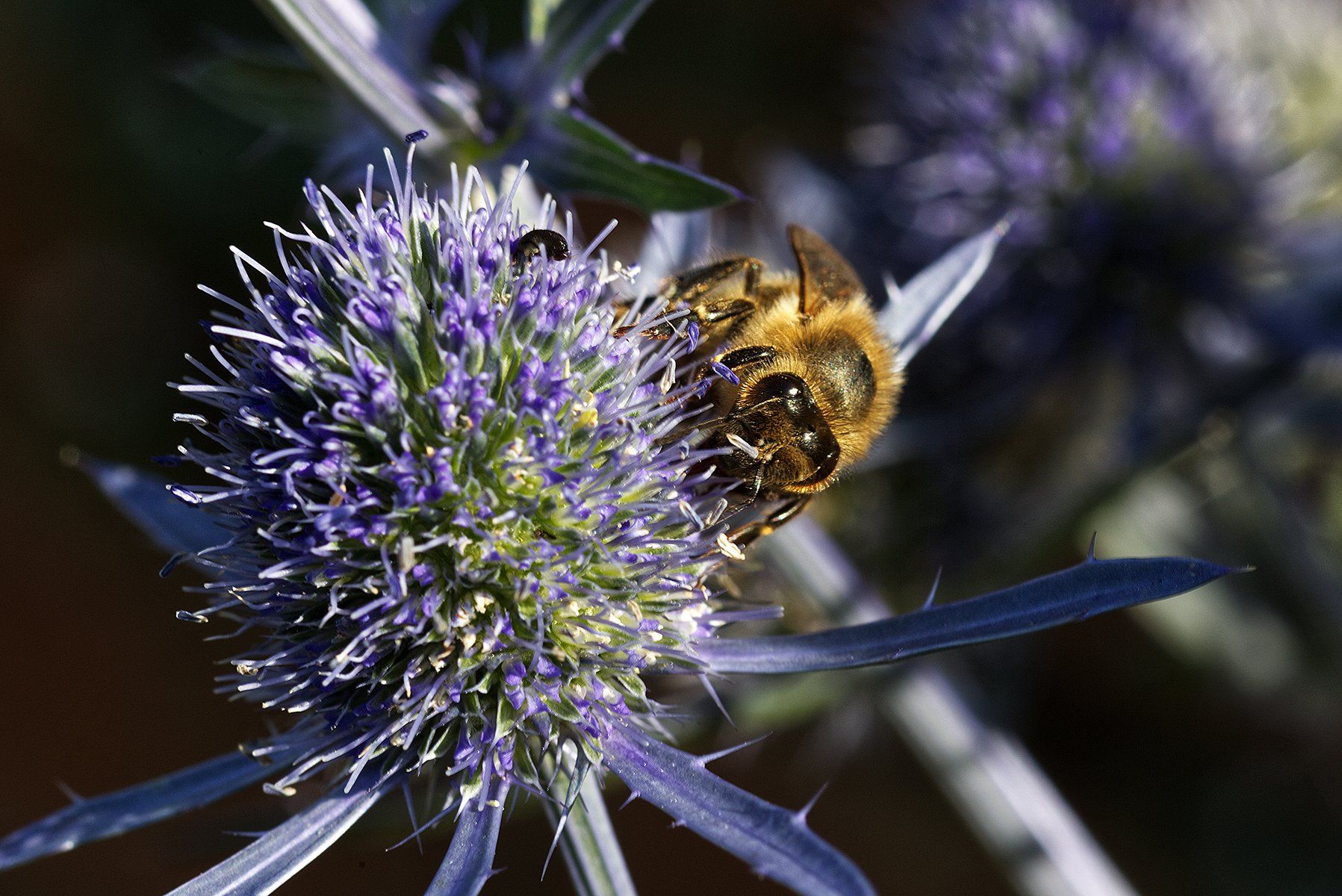 Bee, by Paul Malley a bee on a sea holly plant