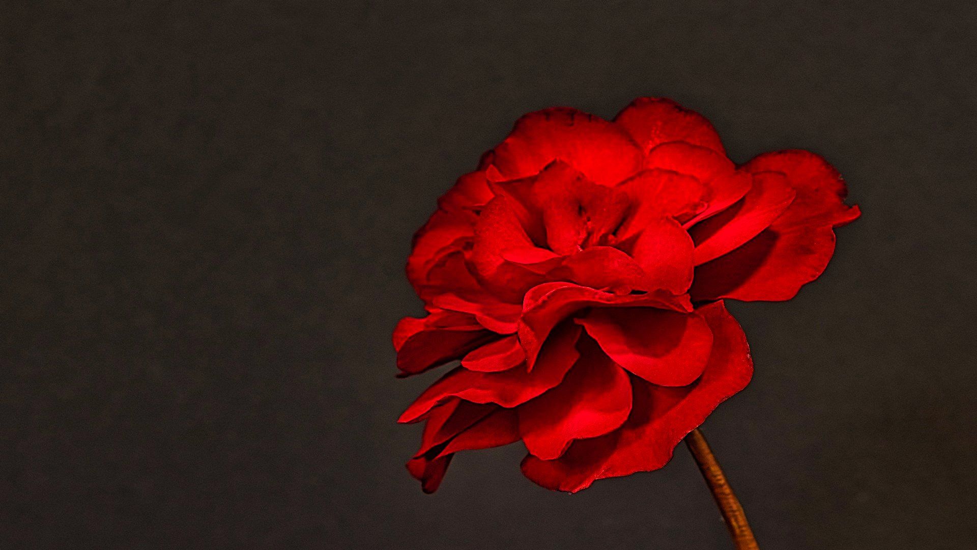 a red begonia flower head