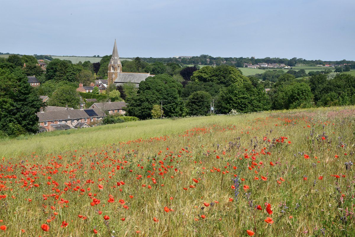 Binbrook Poppies by Graham Harrison a field of poppies overlooking binbrook village
