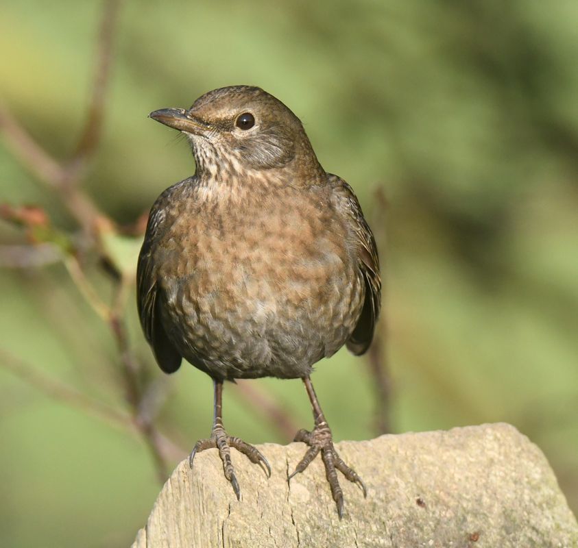 Blackbird by Graham Harrison A Blackbird sitting on a post