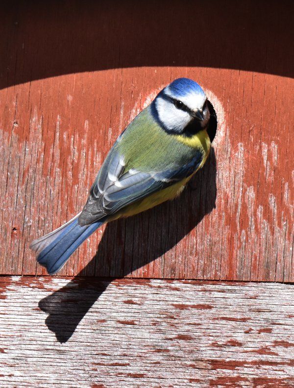 blue tit at a nesting box