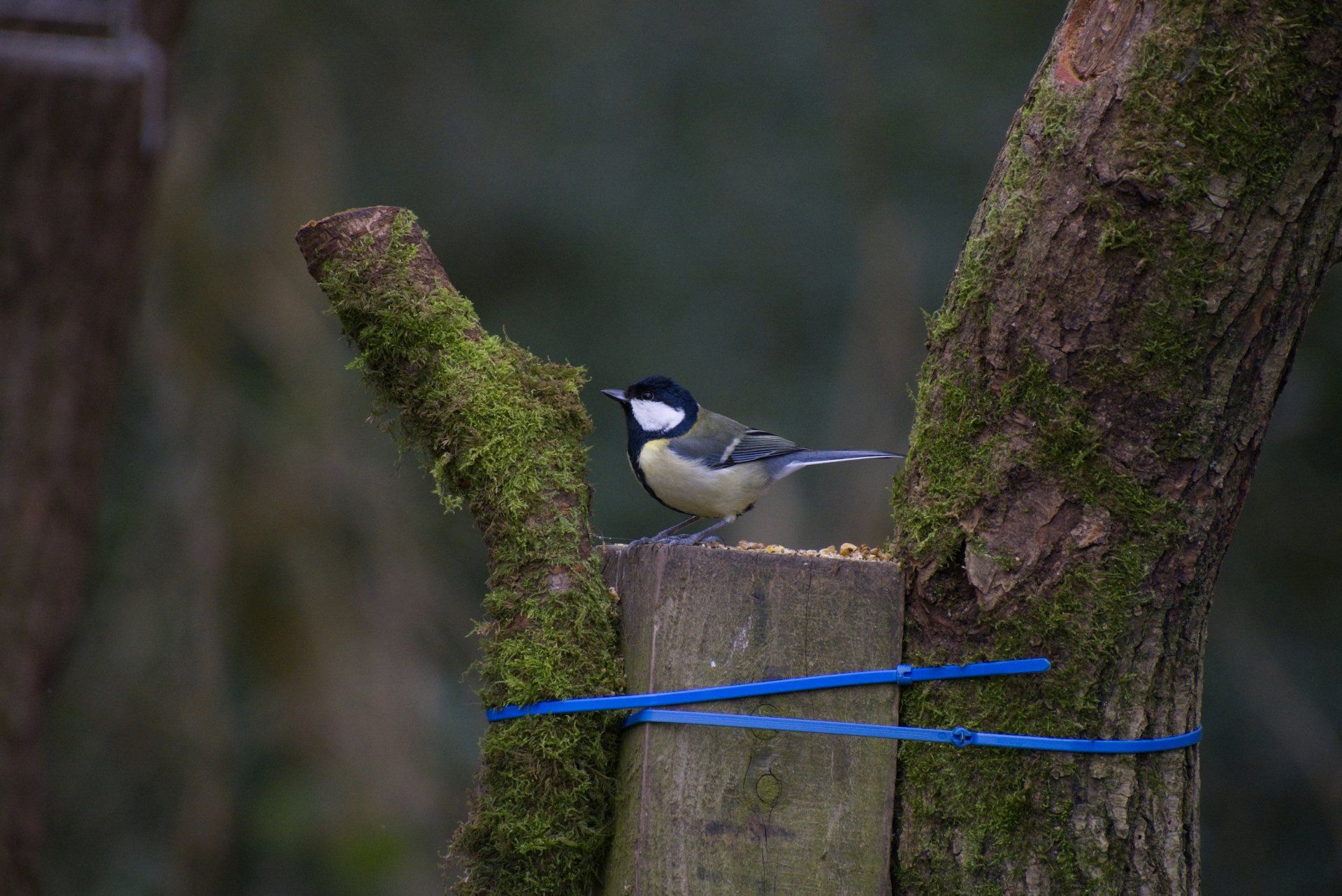 a blue tit on a post