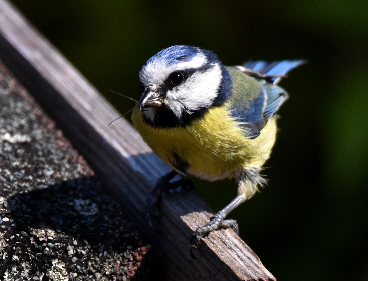 blue tit with food