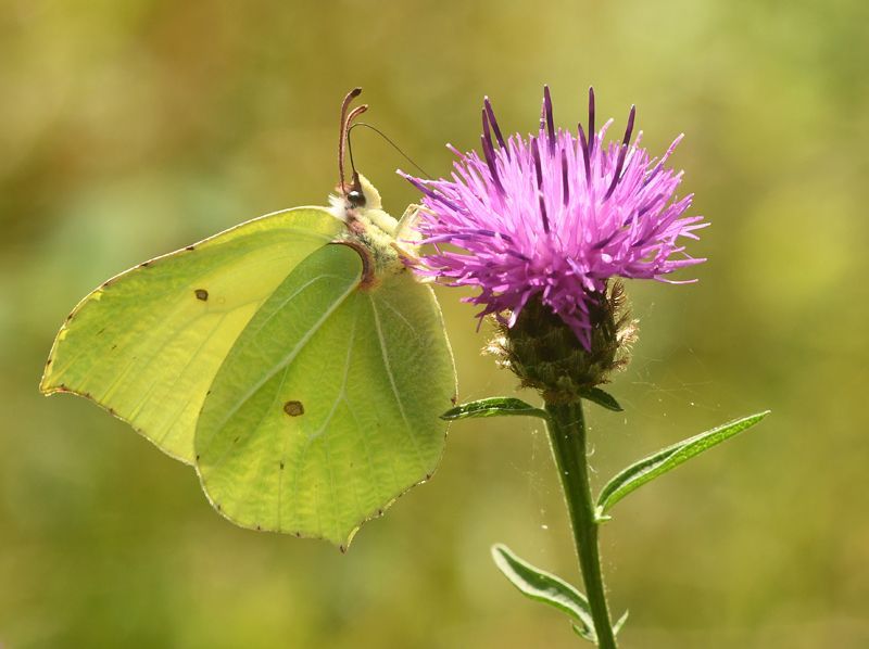 A Brimstone butterfly at Chambers Wood, by Graham Harrison A Brimstone butterfly