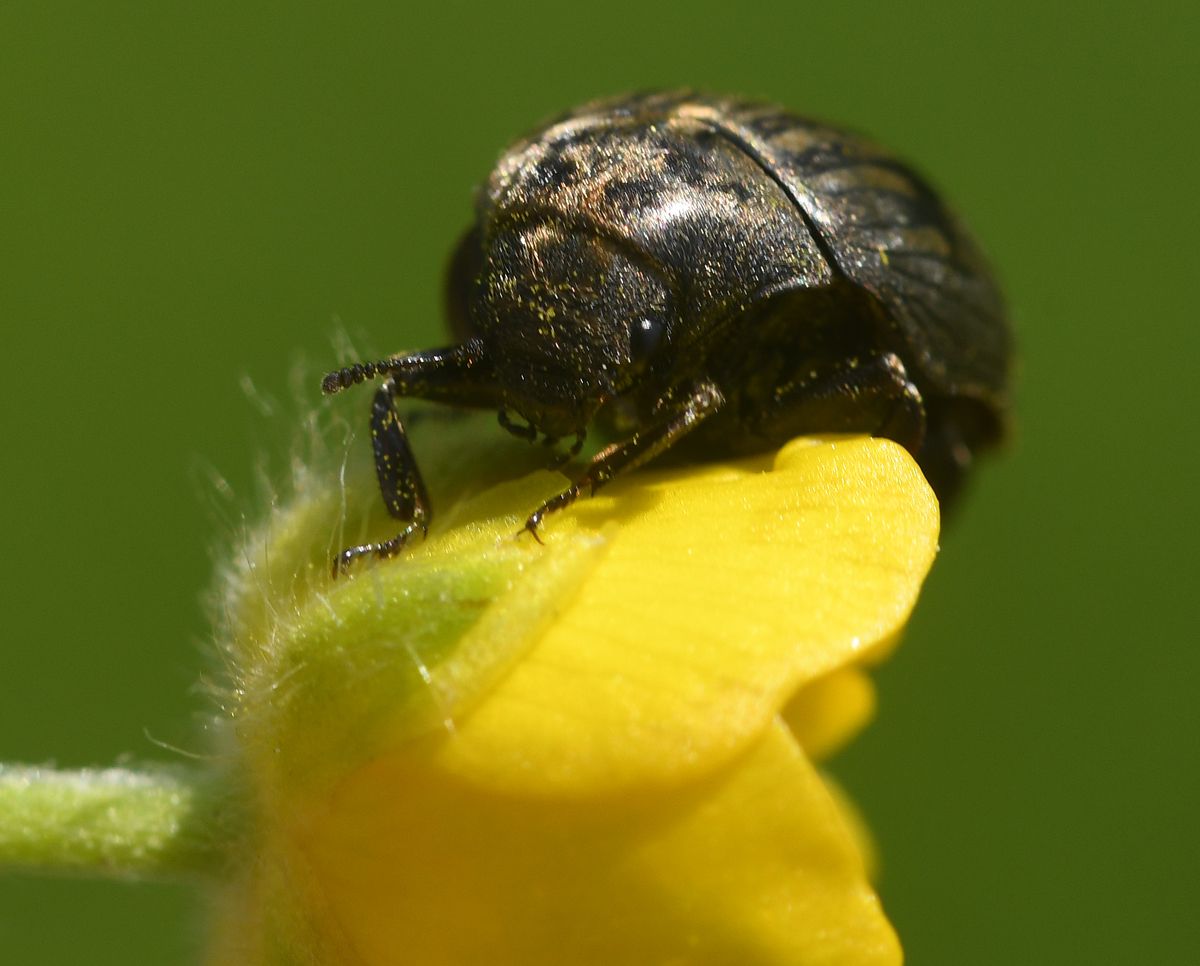 A beetle at Red Hill by Graham Harrison a beetle on a plant