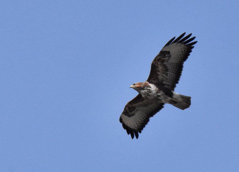 a buzzard in the sky