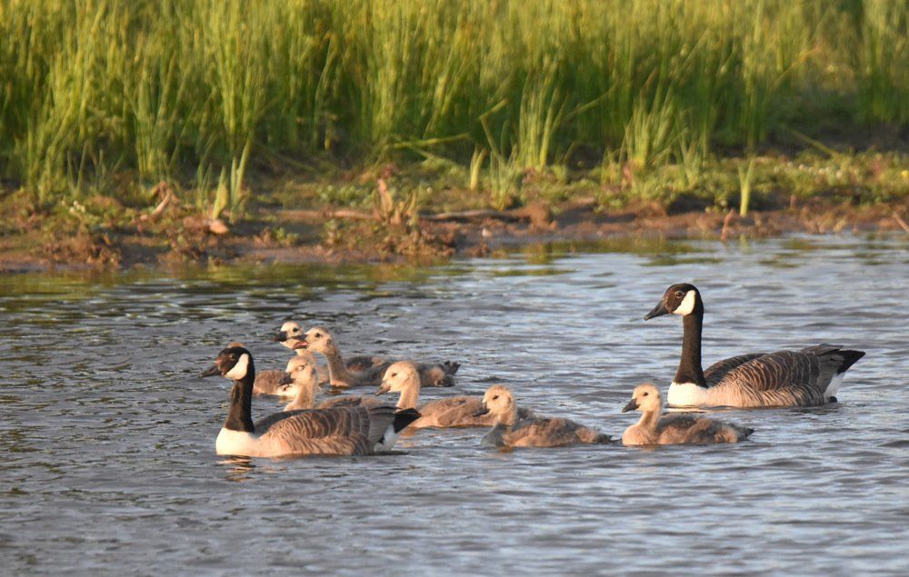 canada geese on a lake