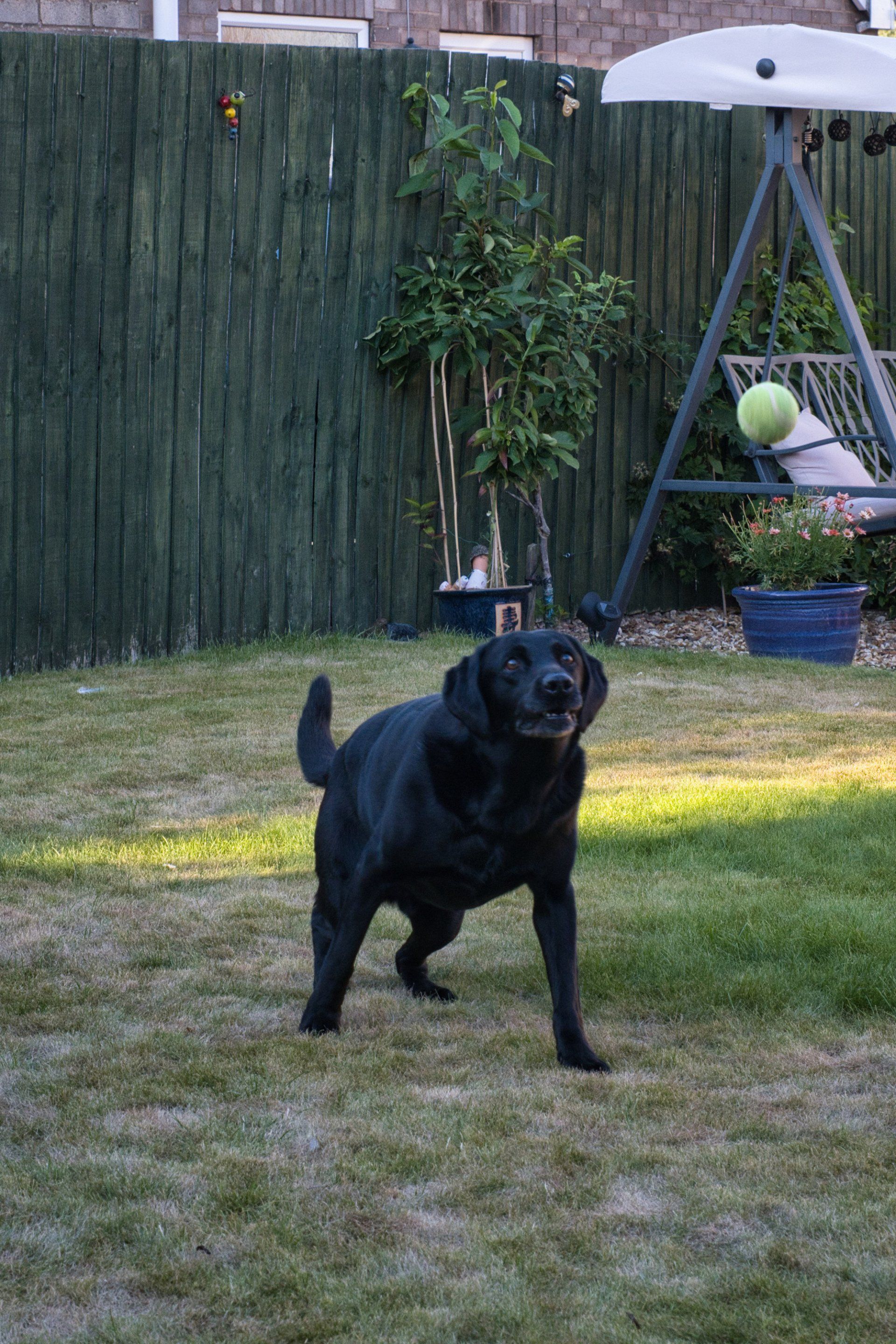 a dog catching a tennis ball
