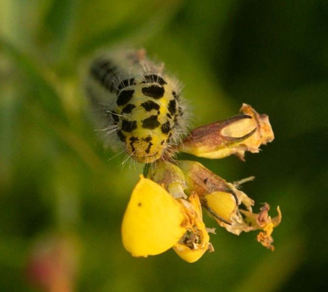 a 6 spotted burnet moth caterpillar