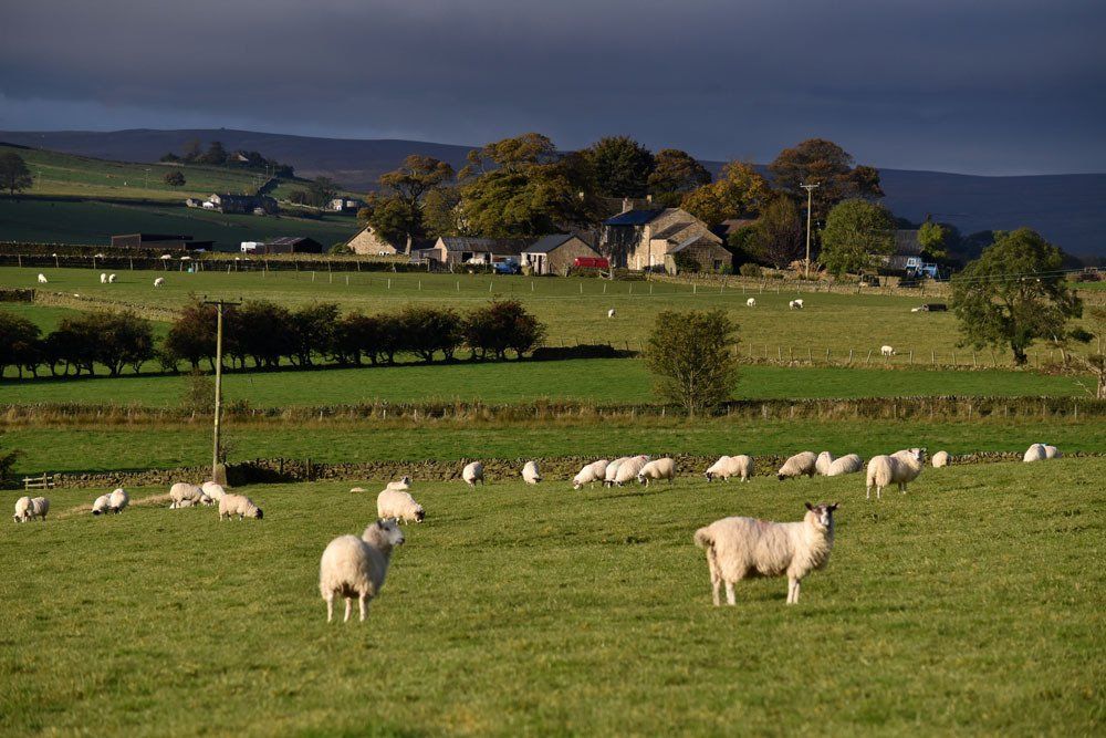 a landscape view of catton