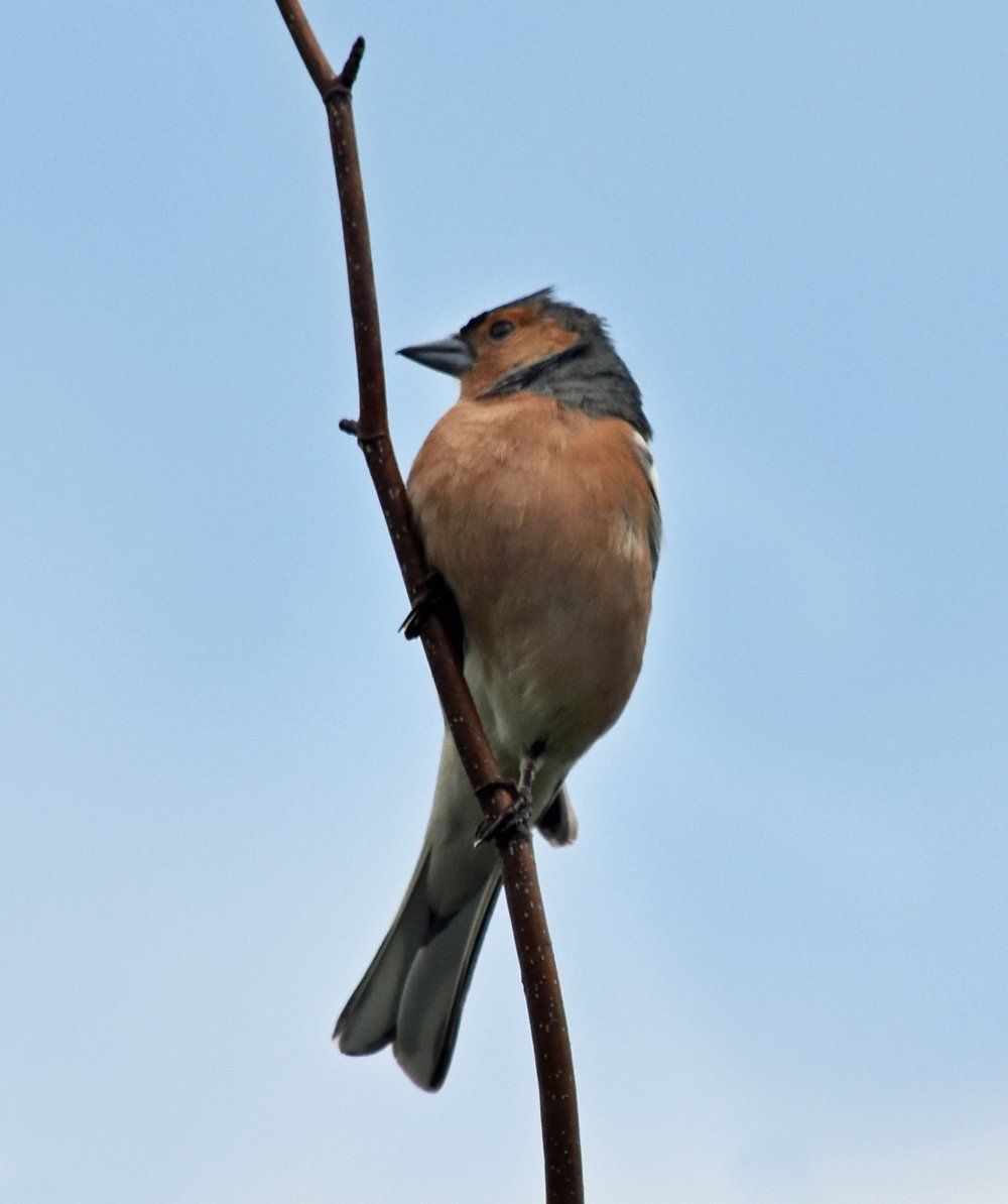 Photo by Graham Harrison a chaffinch on a branch