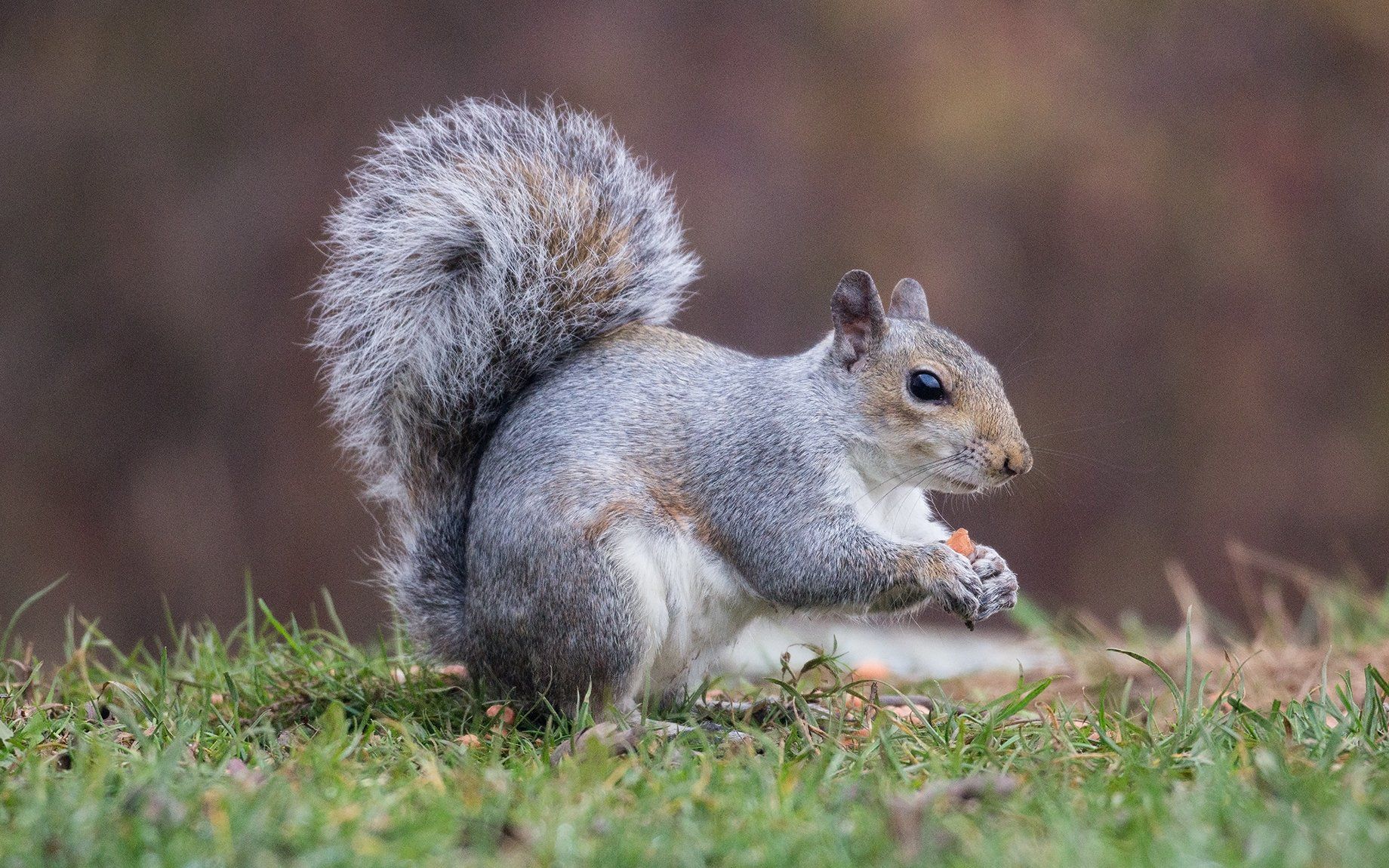Photo by: Paul Malley cheeky squirrel