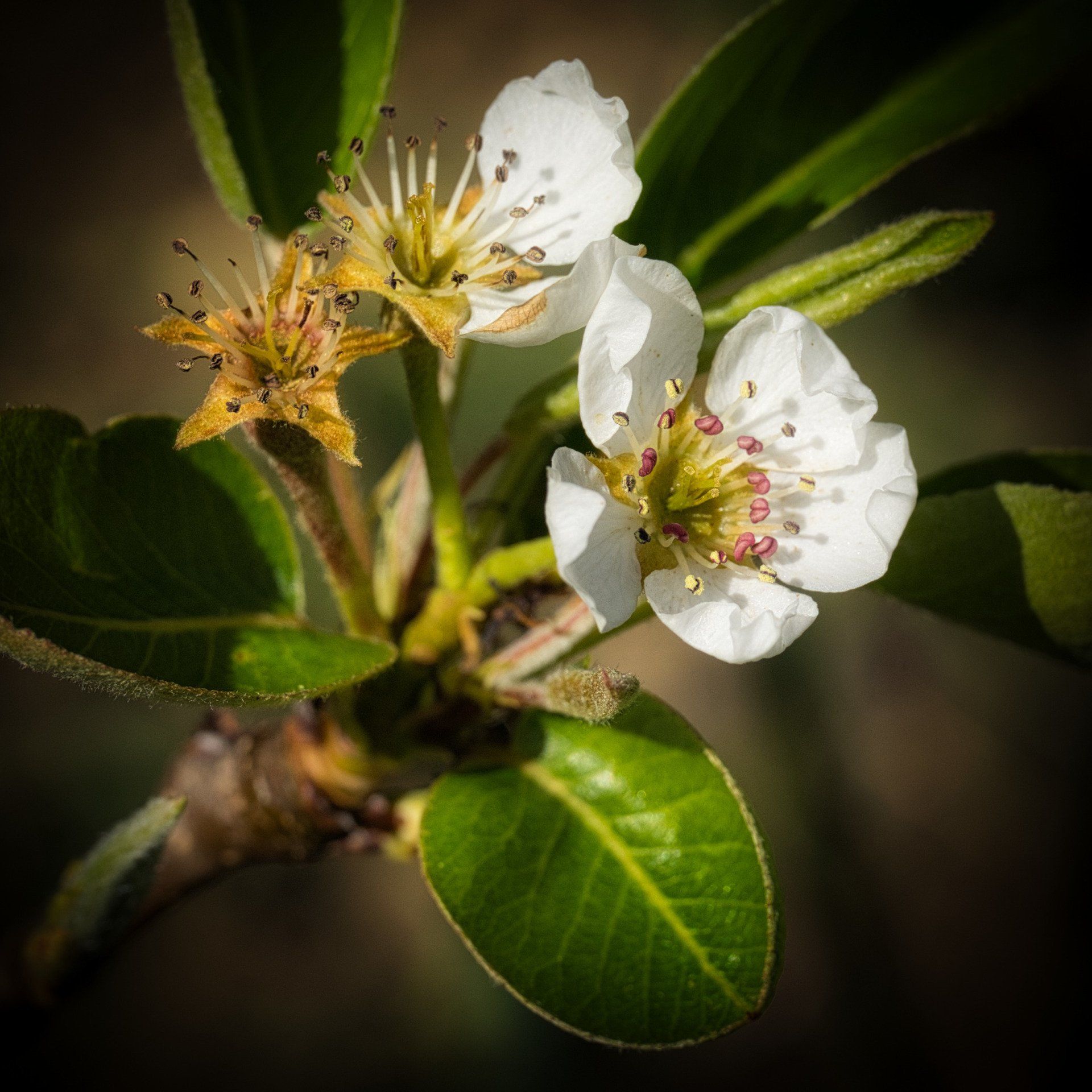 pear tree blossom