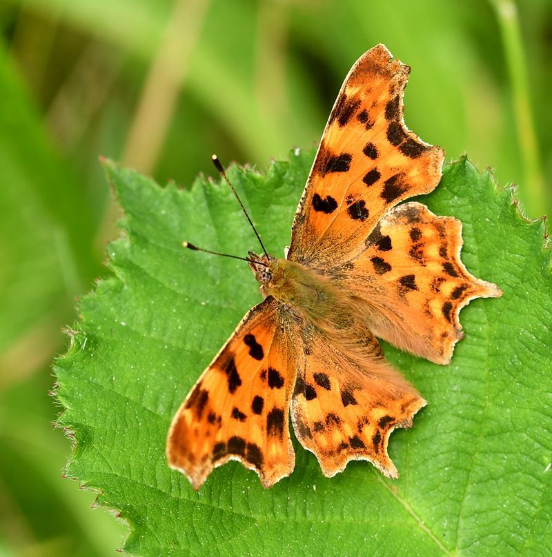 a comma butterfly