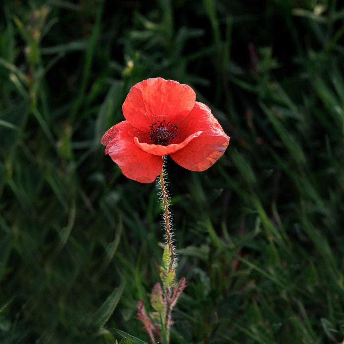 A common red poppy