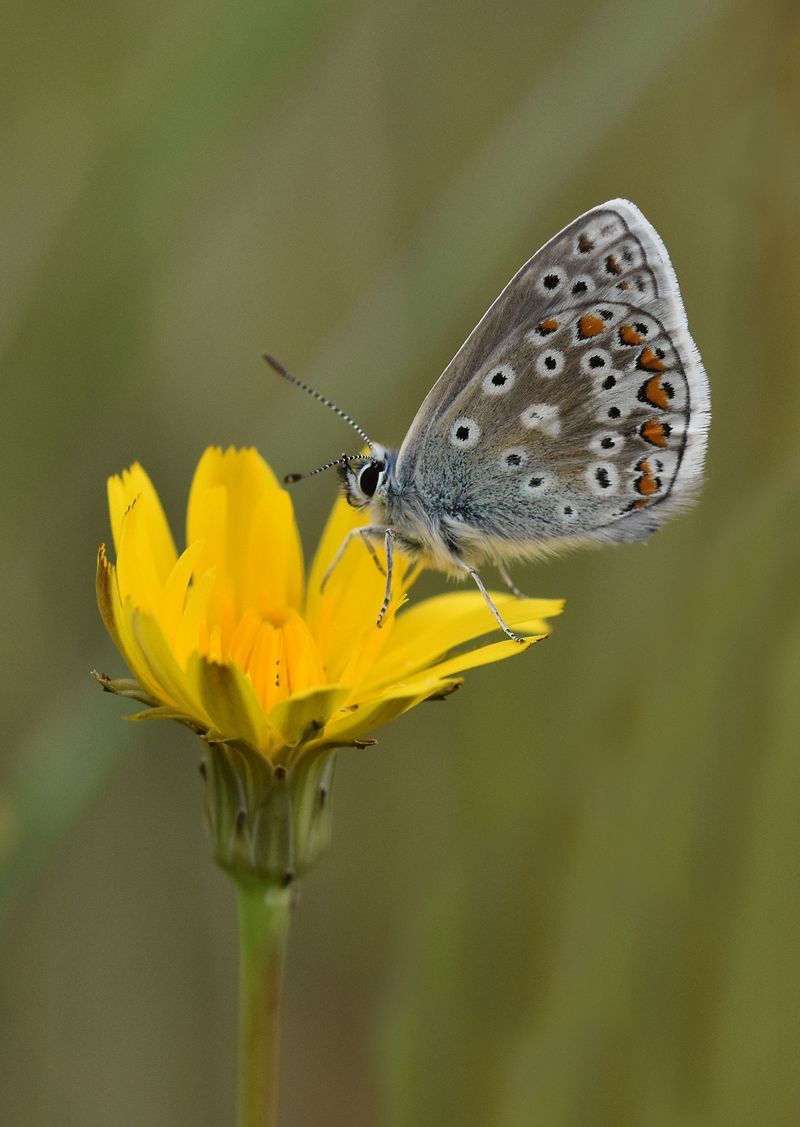 a Common Blue butterfly on a yellow flower