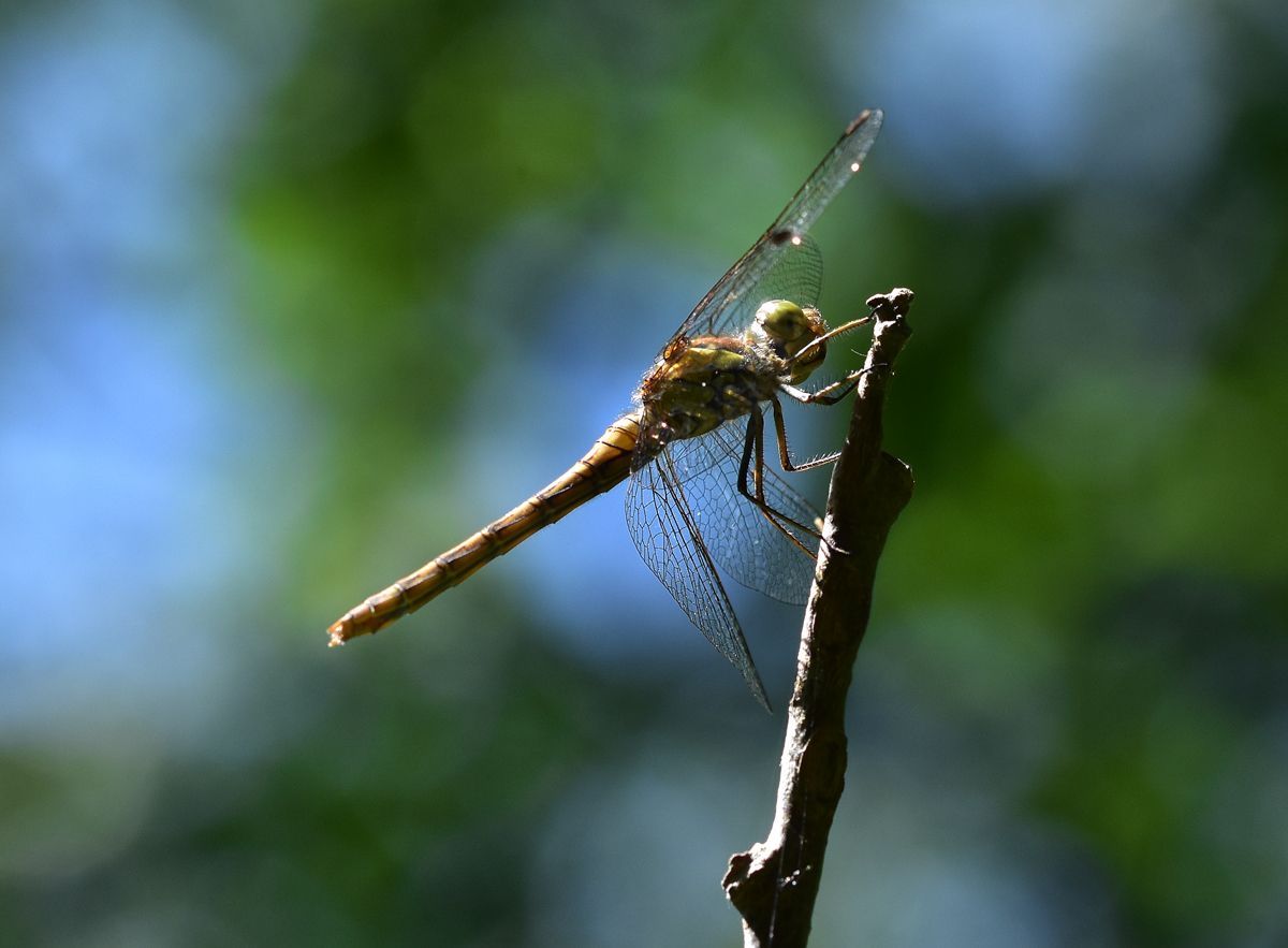a common darter, from the dragonfly family