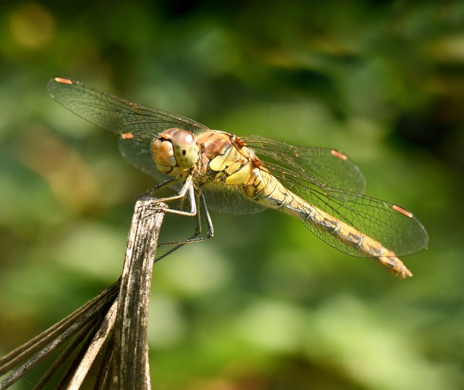 Common Darter by Graham Harrison a common darter dragonfly