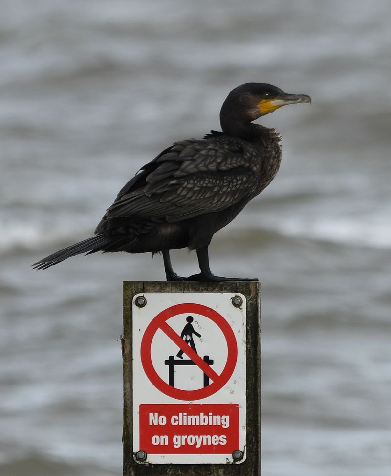 A perched Cormorant bird at Pakefield beach
