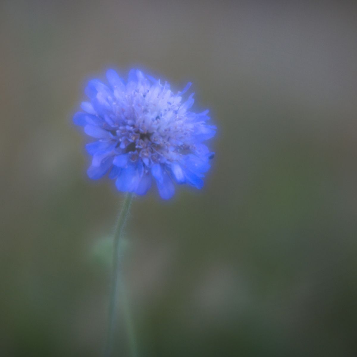 a soft image of a blue cornflower