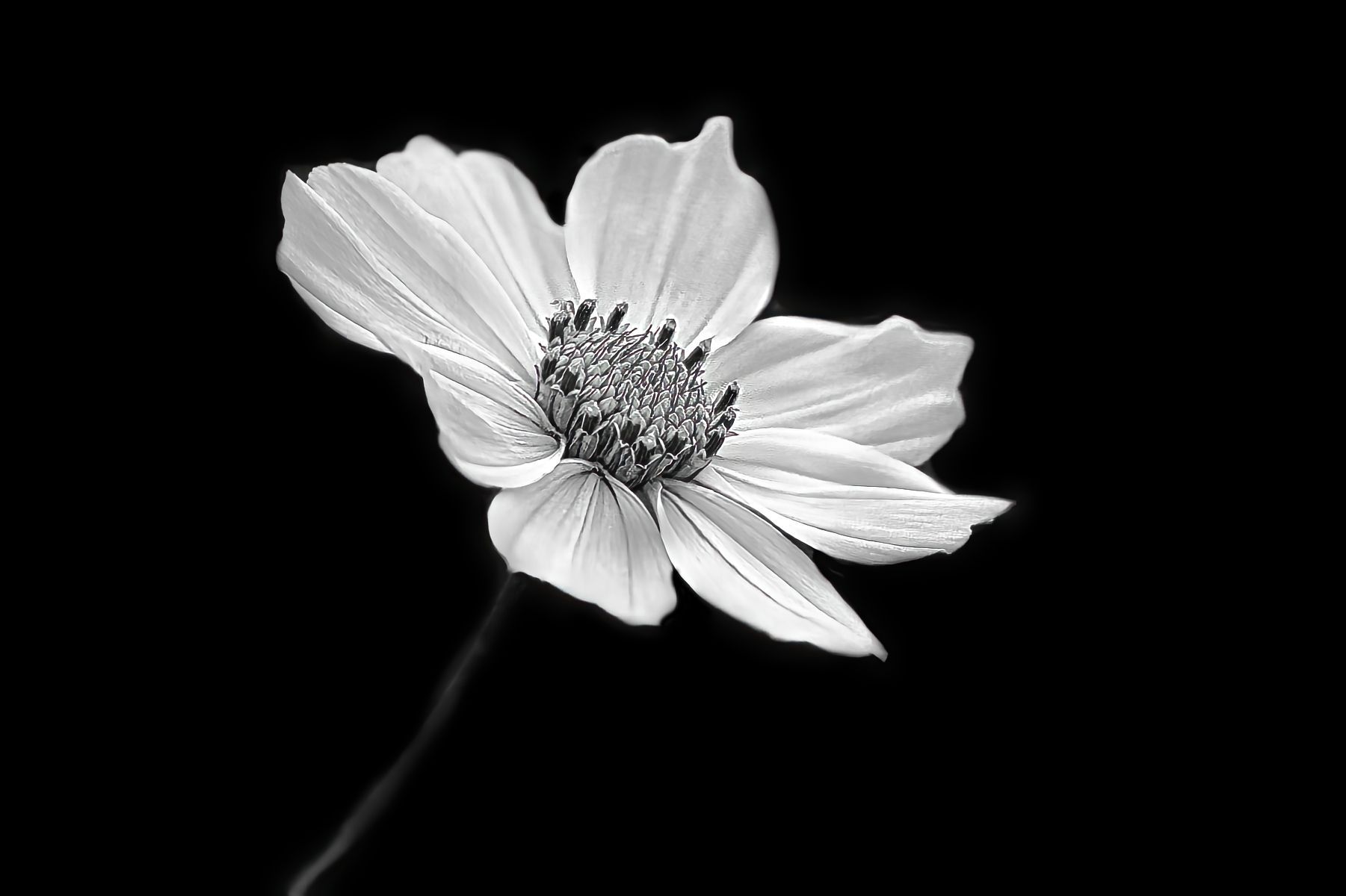 a cosmos flower on a black background