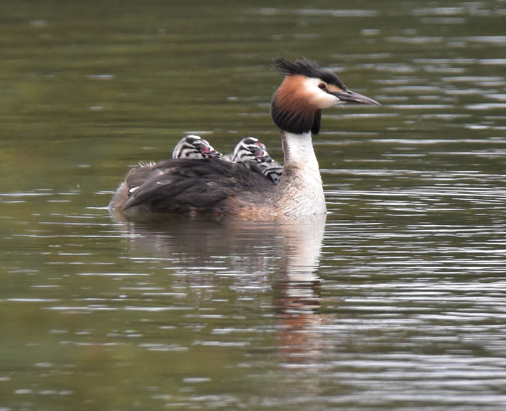 a crested grebe with young