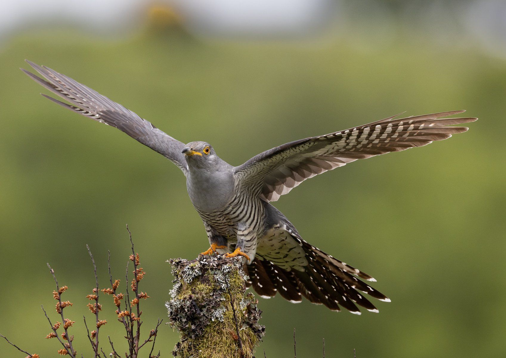 a cuckoo alighting on a perch