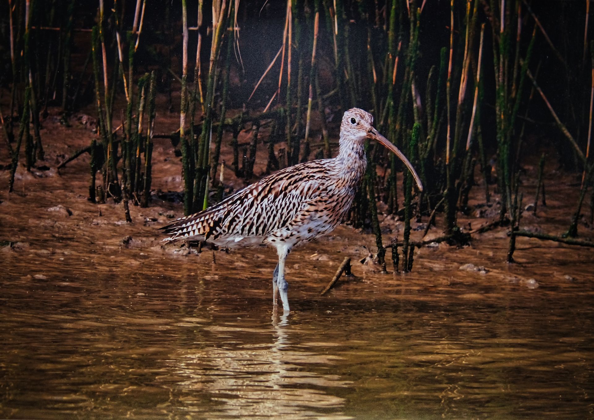 a curlew at the waters edge
